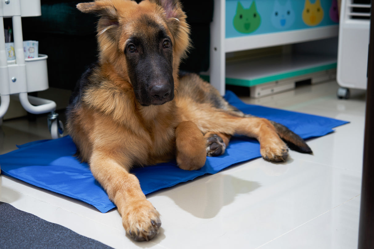 Mata Chłodząca dla Psa i Kota XXL