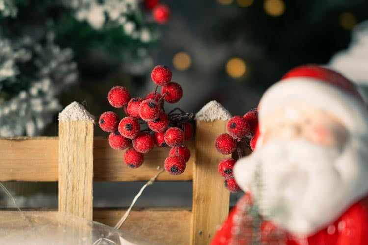 Jarzębina czerwona świąteczna na gałązce