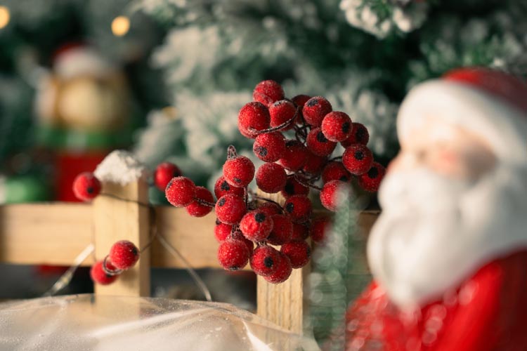 Jarzębina czerwona świąteczna na gałązce