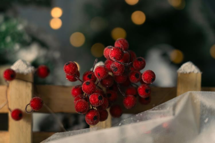 Jarzębina czerwona świąteczna na gałązce