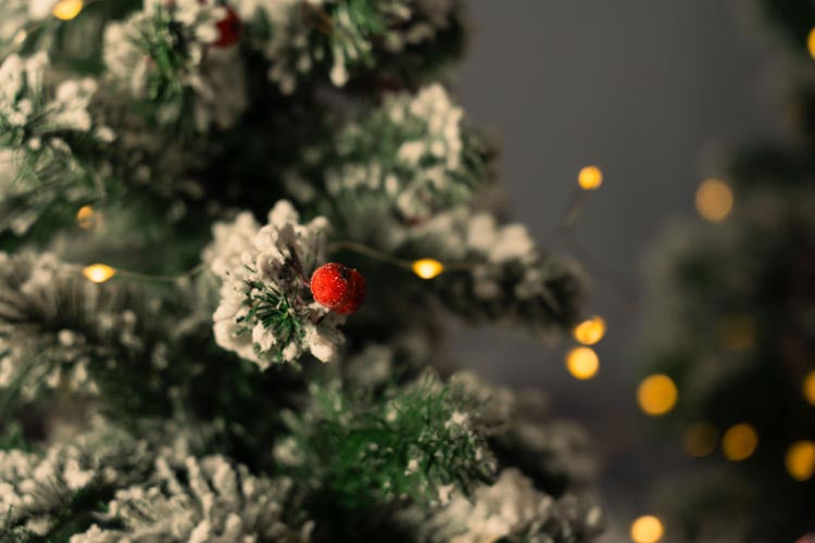 Jarzębina czerwona świąteczna na gałązce