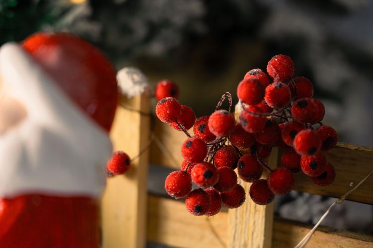 Jarzębina czerwona świąteczna na gałązce