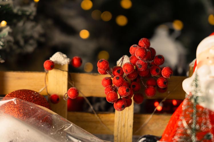 Jarzębina czerwona świąteczna na gałązce