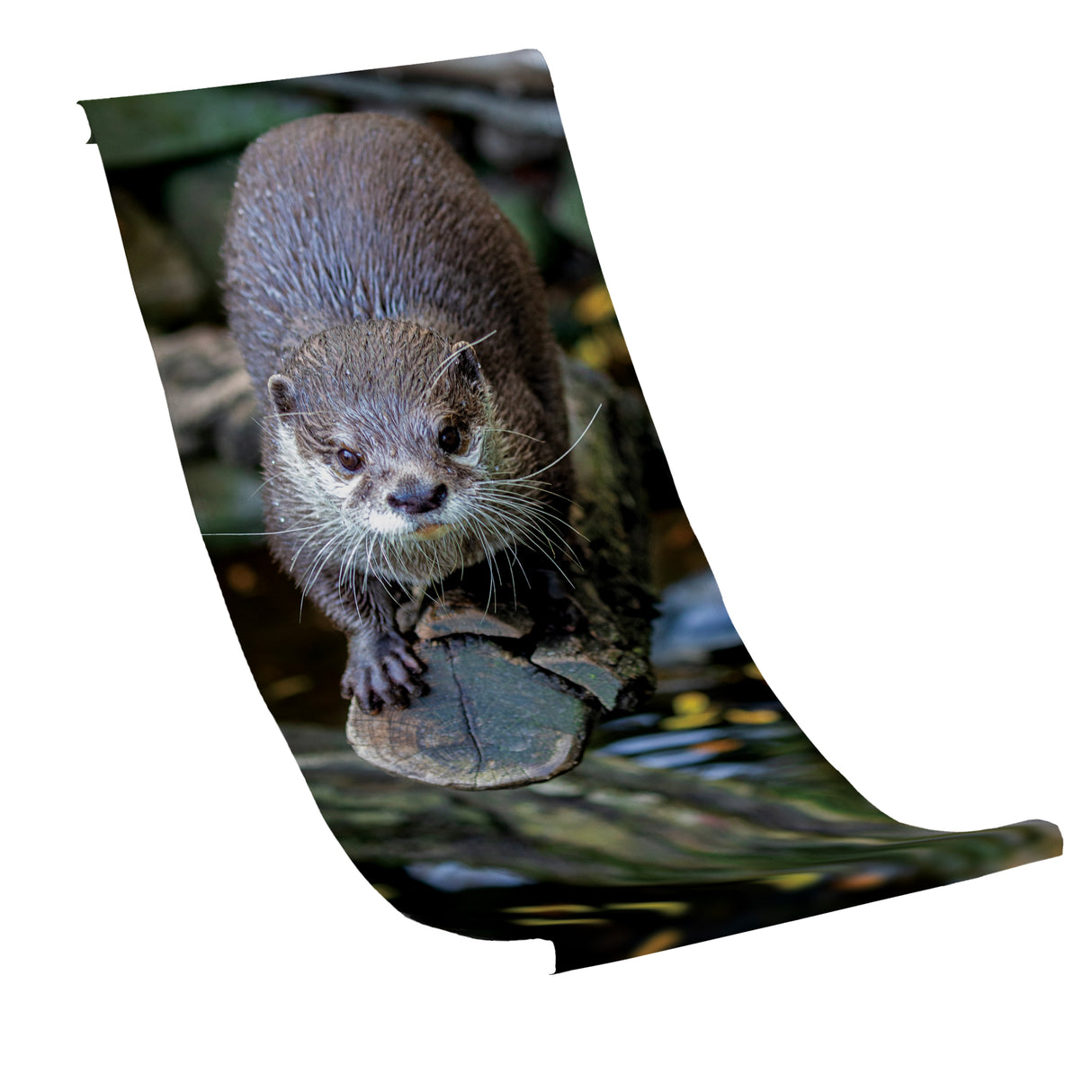 Płachta na Leżak WYDRA