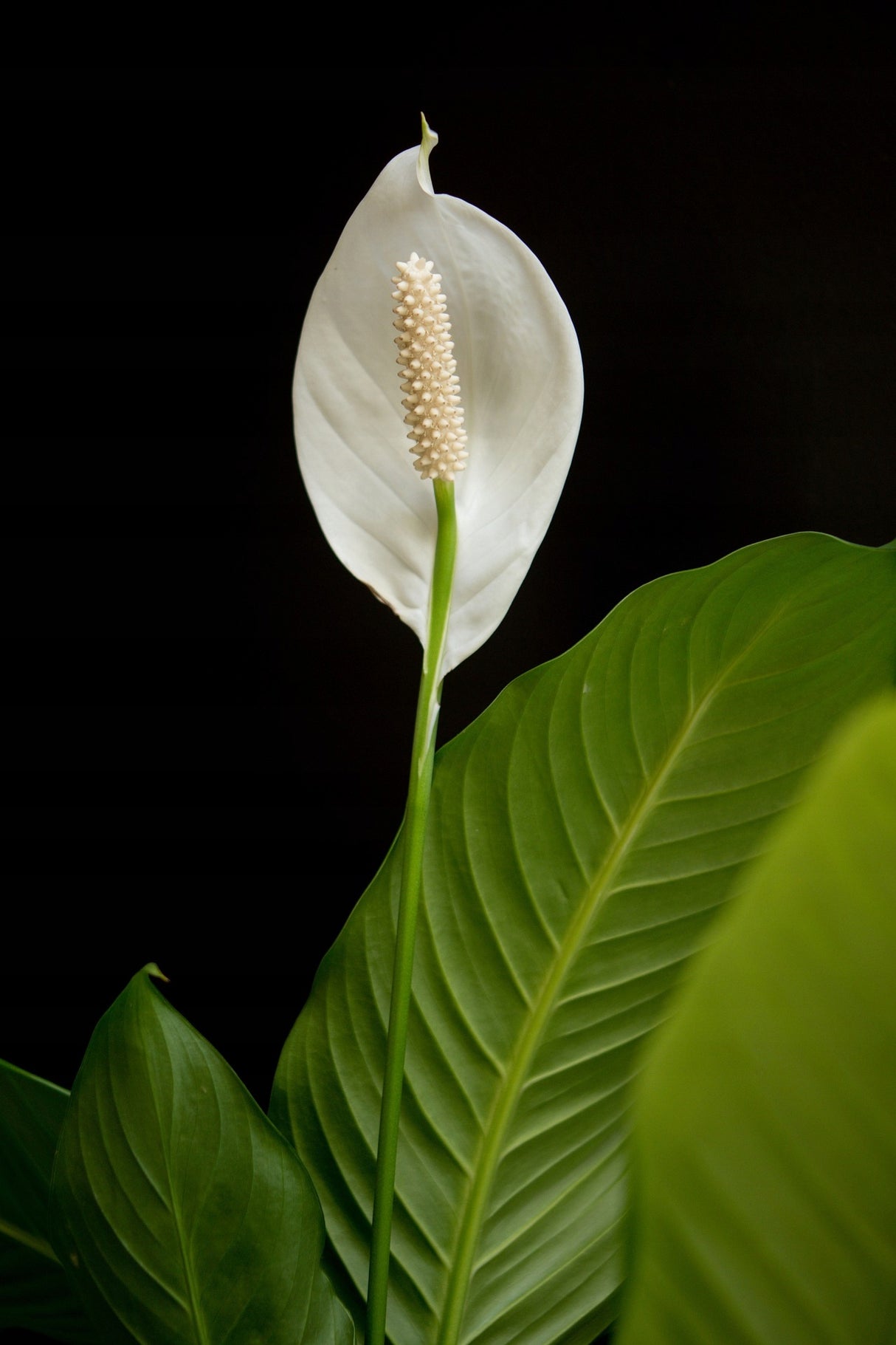 Ziemia do Roślin Bigos 20L