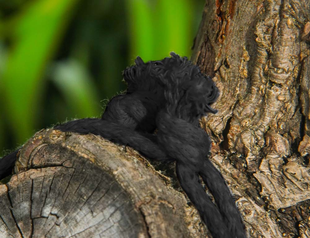 Worek bawełniany Czarny 30x40cm