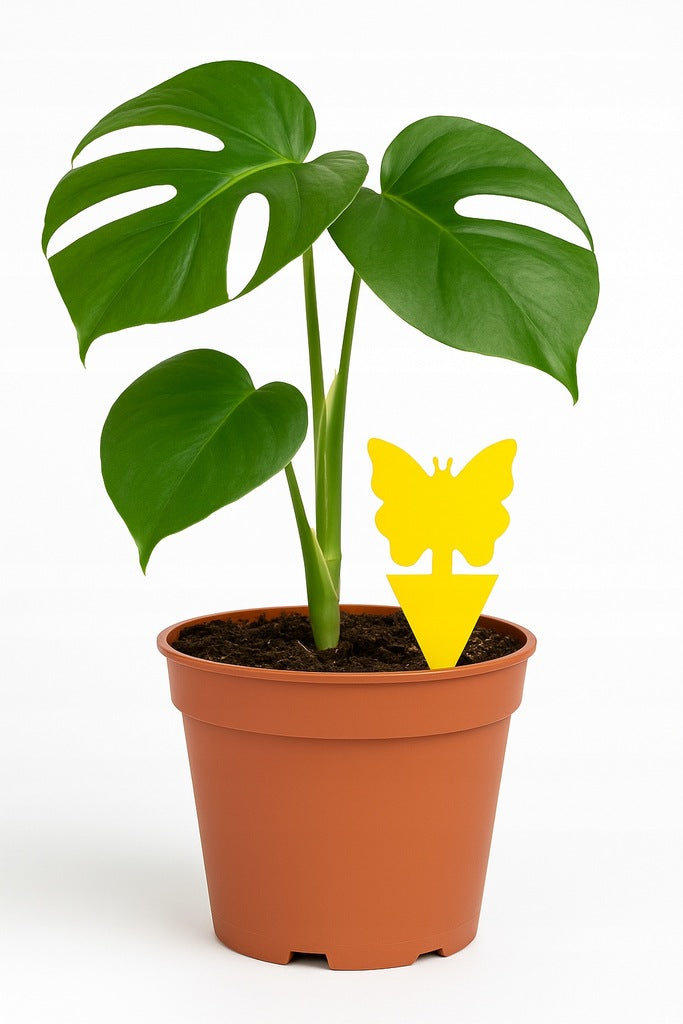 Zestaw 24 szt. lepy na ziemiórki, muszki – do doniczek