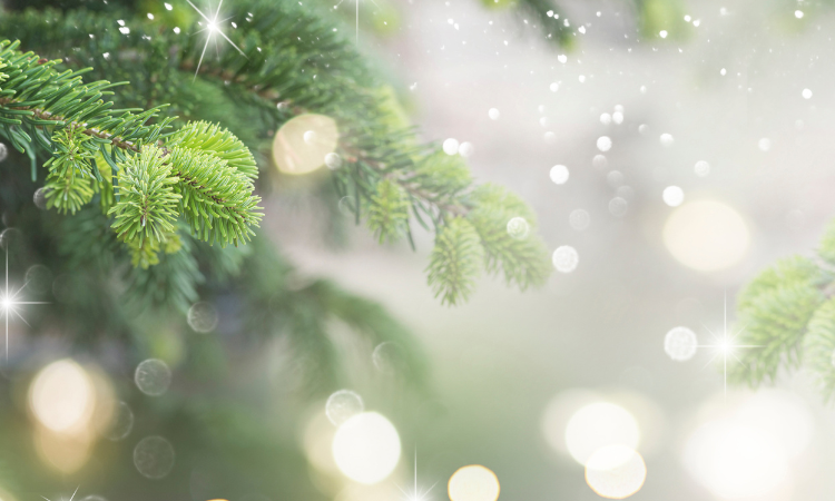 Zwykłe drzewko? A może ważny symbol tradycji? Dowiedz się więcej na temat choinki świątecznej!