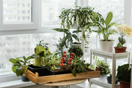 warzywa na balkonie