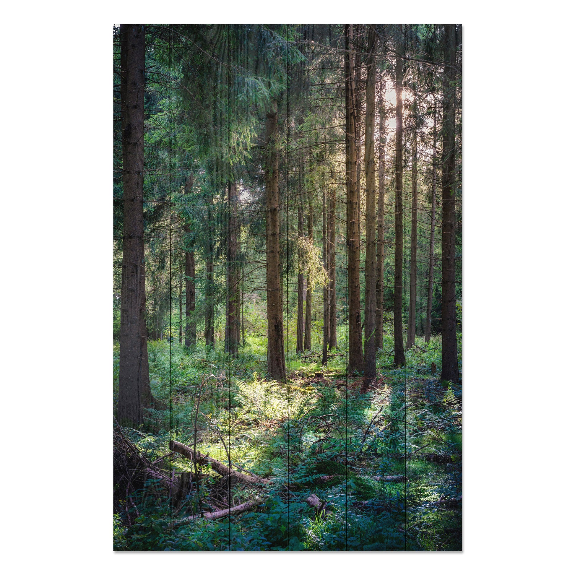 Obraz na drewnie Las w ciągu dnia - Forest in the Morning