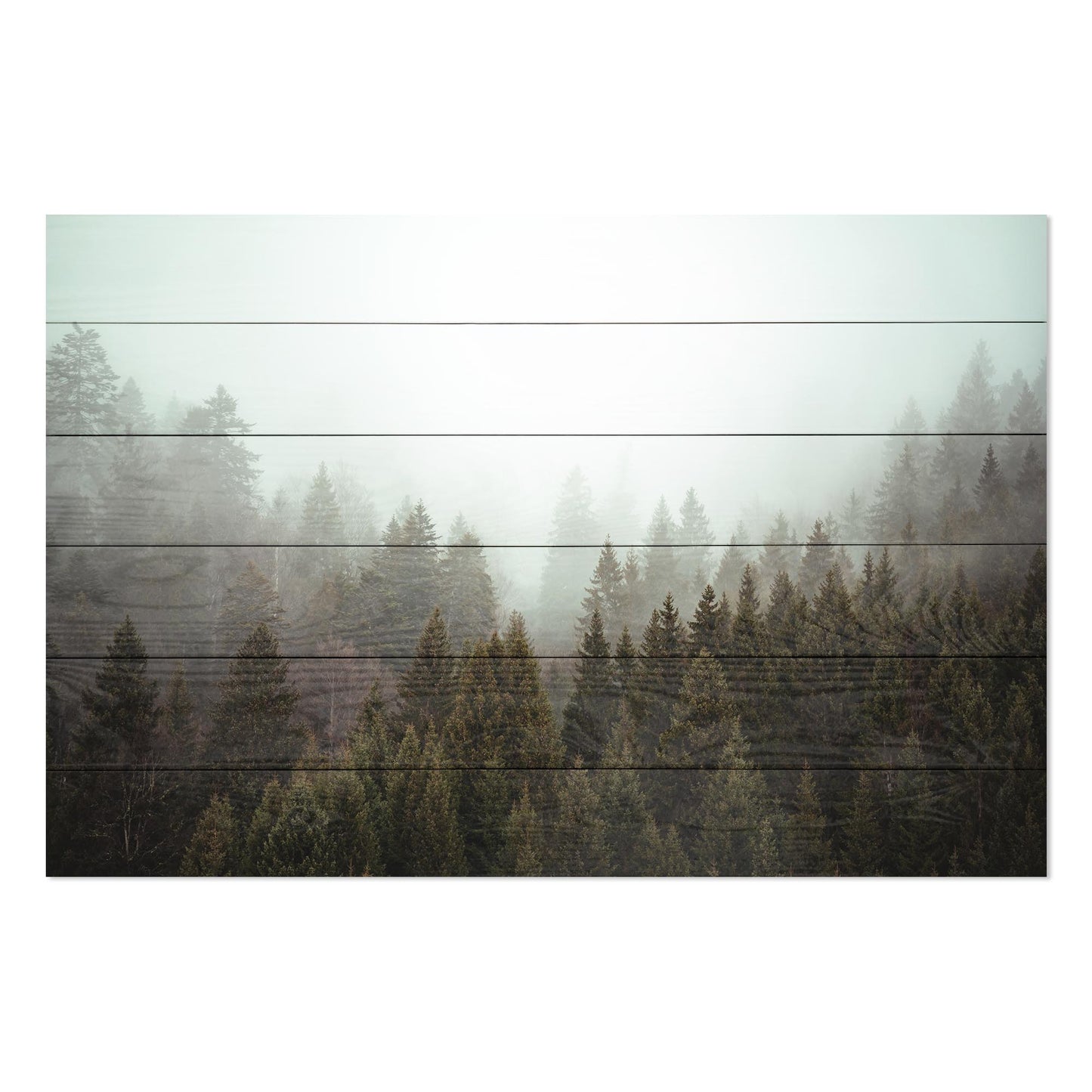 Obraz na drewnie Las za mgłą Misty Coniferous Forest