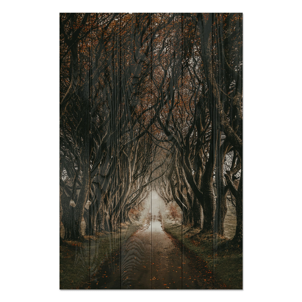 Obraz na drewnie Droga wśród drzew - Road among the Trees