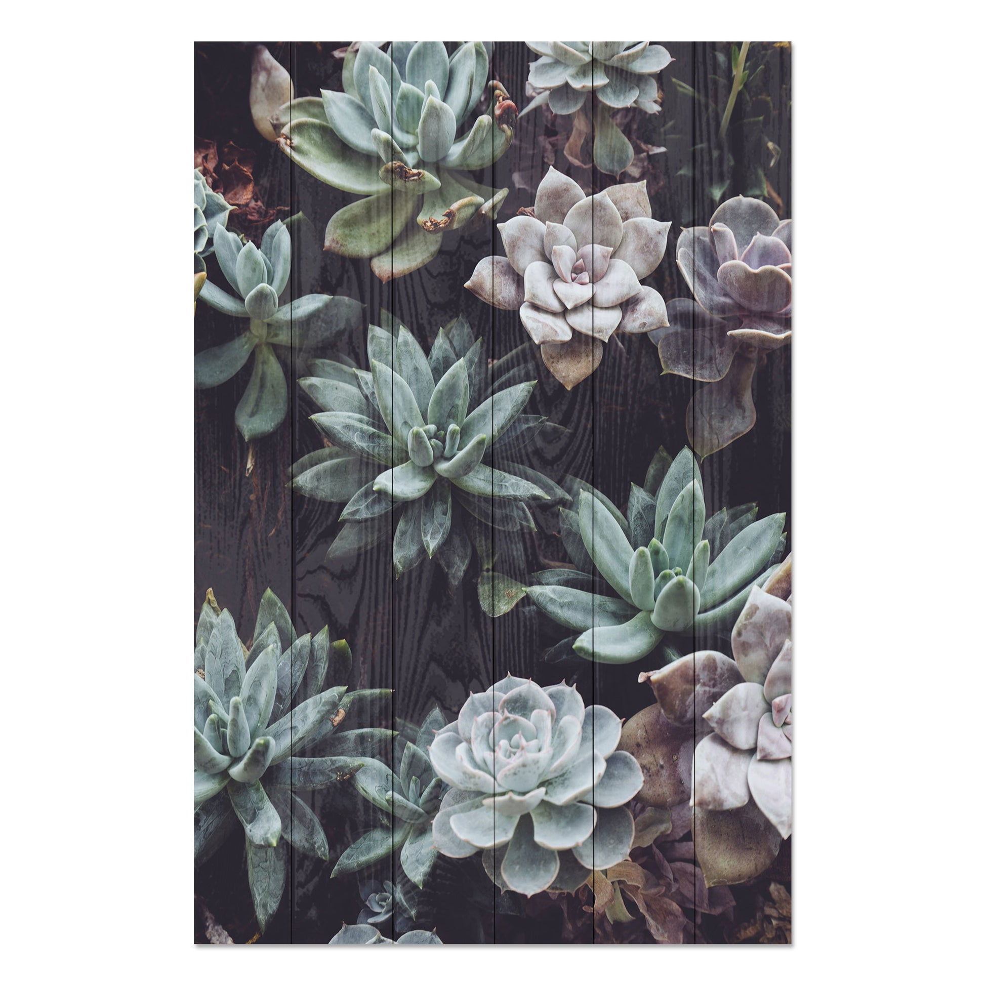 Obraz na drewnie Sukulenty - Succulents