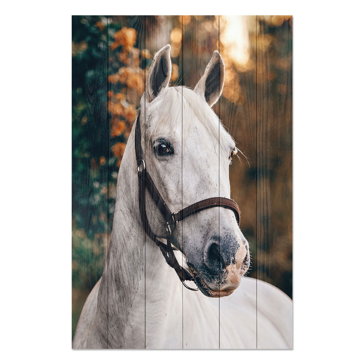 Obraz na drewnie Biały koń White Horse